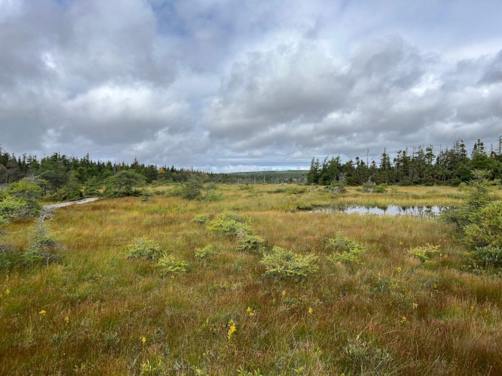 20230910 Bog Trail IMG_0910 Cape Breton Island - Cabot Trail Bog Trail