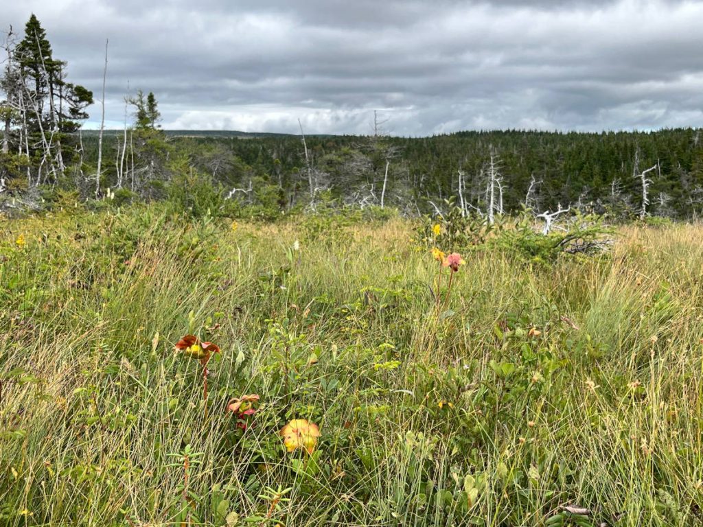 20230910 Bog Trail IMG_0921 Cape Breton Island - Cabot Trail Bog Trail - pitcher plants