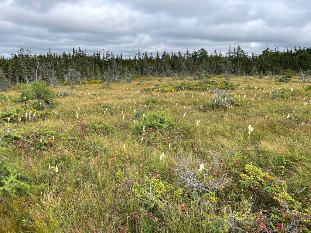 20230910 Bog Trail IMG_0923 Cape Breton Island - Cabot Trail Bog Trail - Canadian burnet, grasses, evergreens