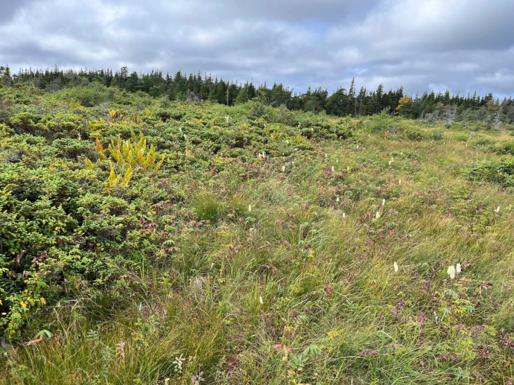 20230910 Bog Trail IMG_0924 Cape Breton Island - Cabot Trail Bog Trail