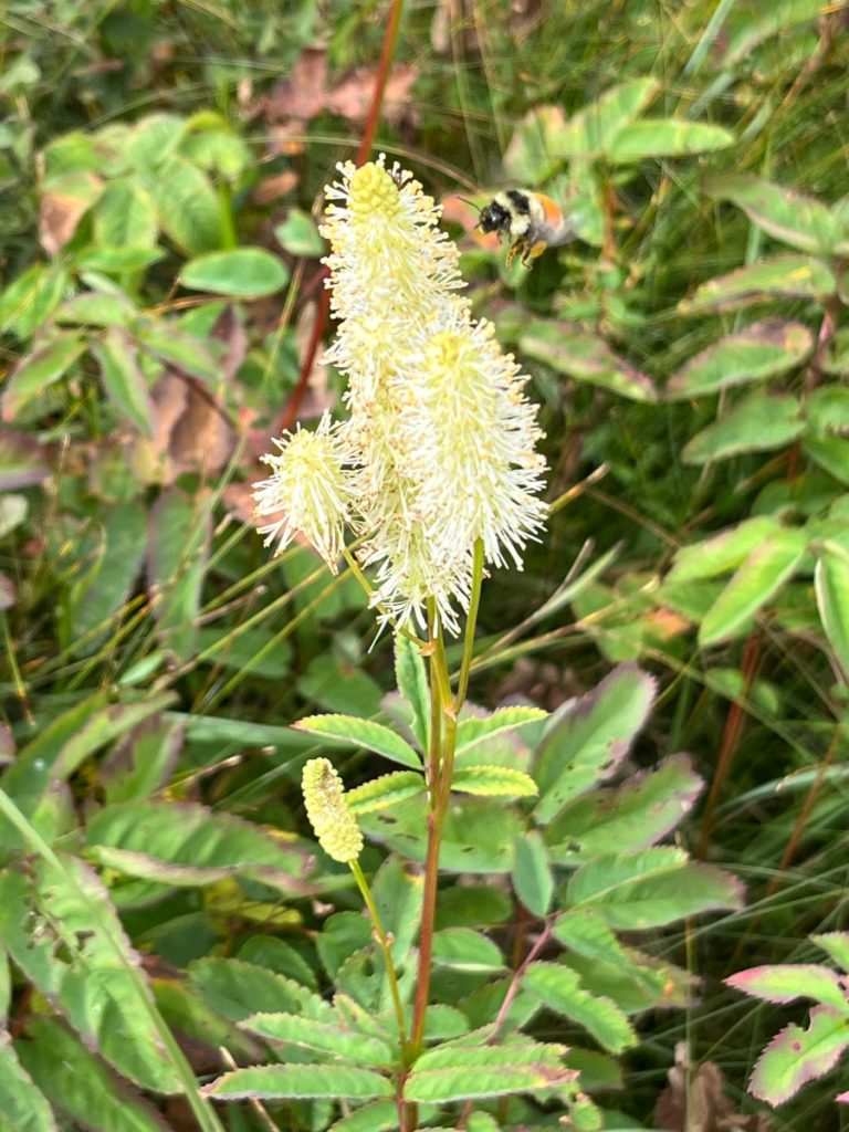 20230910 Bog Trail flower and bee IMG_0927 Cape Breton Island - Cabot Trail Bog Trail Canadian burnet plant and bee