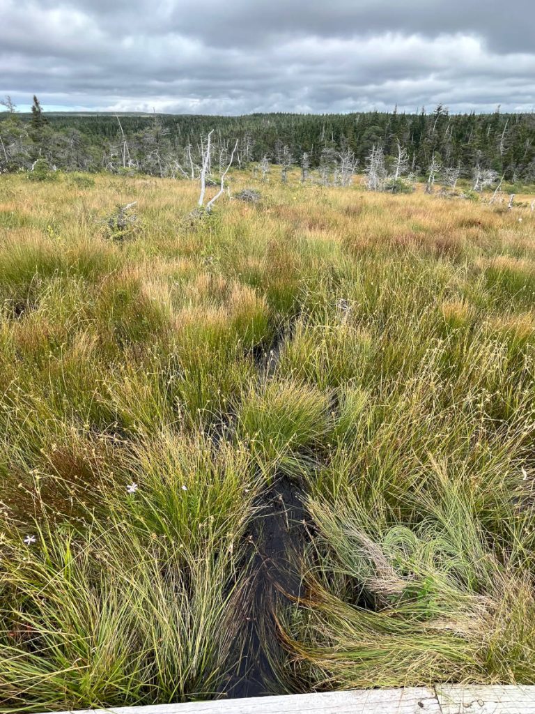 20230910 Bog Trail grasses in water IMG_0922 Cape Breton Island - Cabot Trail Bog Trail - grasses in water
