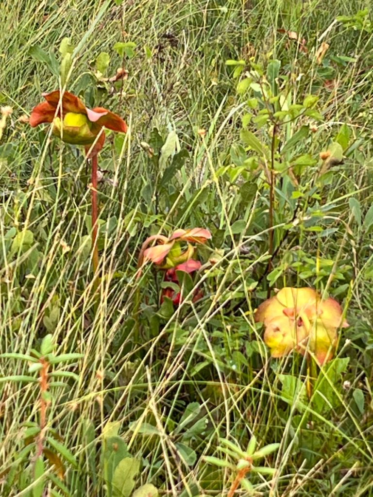 20230910 Bog Trail pitcher plant IMG_0919 Cape Breton Island - Cabot Trail Bog Trail - pitcher plants