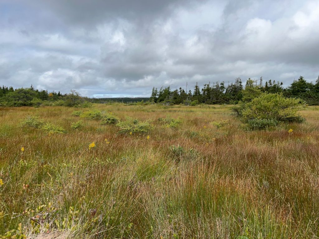 20230910 Bog Trail view IMG_0905 Cape Breton Island - Cabot Trail Bog Trail
