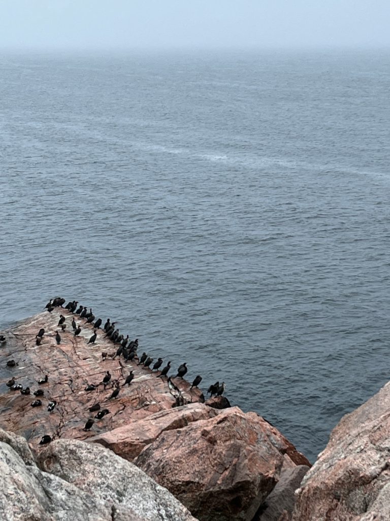 White Point sea birds - what are these?