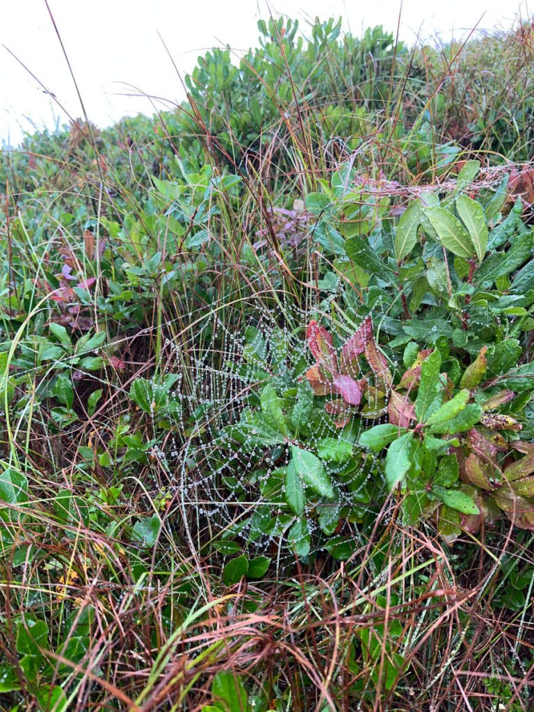 Trailside spiderweb