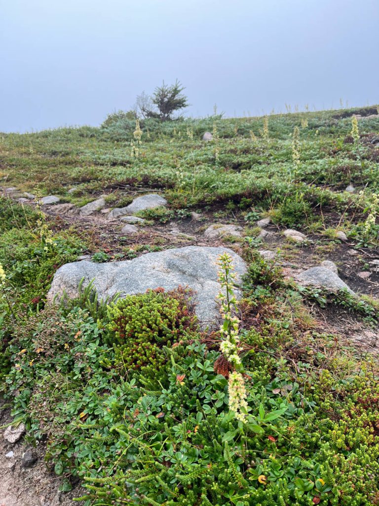 White Point Trail - taiga with lots of small plants and wildflowers.