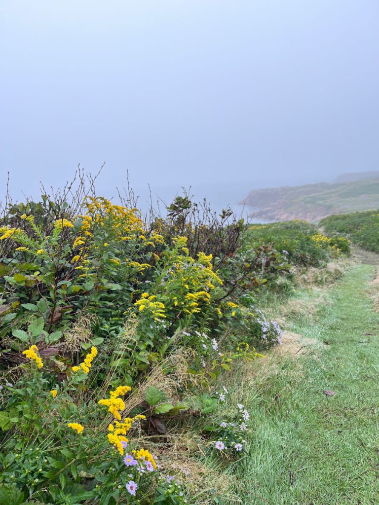 White Point Trail - goldenrod and asters.