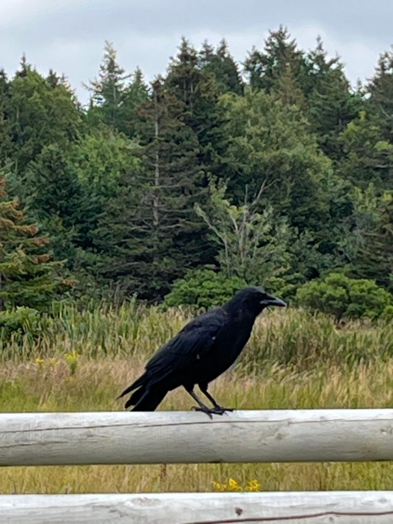 Port Hood Beach Park crow friend with lunch. I saw many crows and other birds, including eagles in Nova Scotia.
